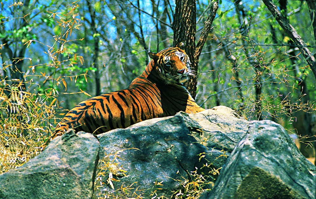 Periyar Jeep Safari